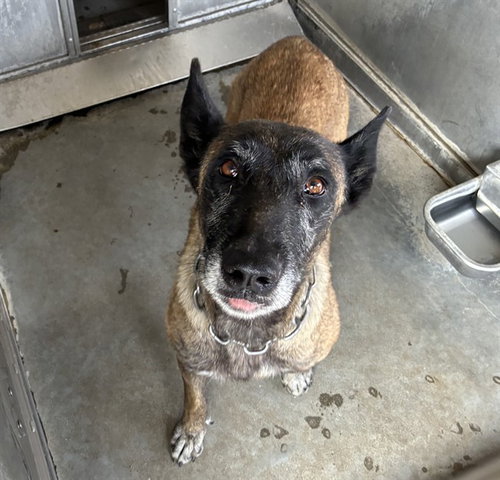 MED WAIVER MARNIE, an adoptable Belgian Shepherd Malinois in San Bernardino, CA