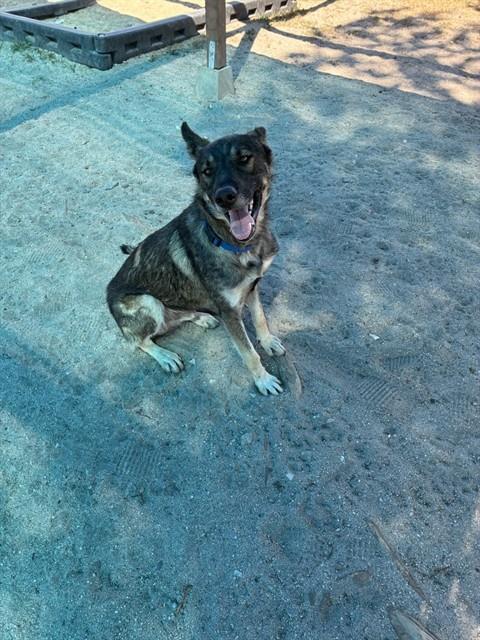 MED WAIVER CHIP, an adoptable German Shepherd Dog in San Bernardino, CA