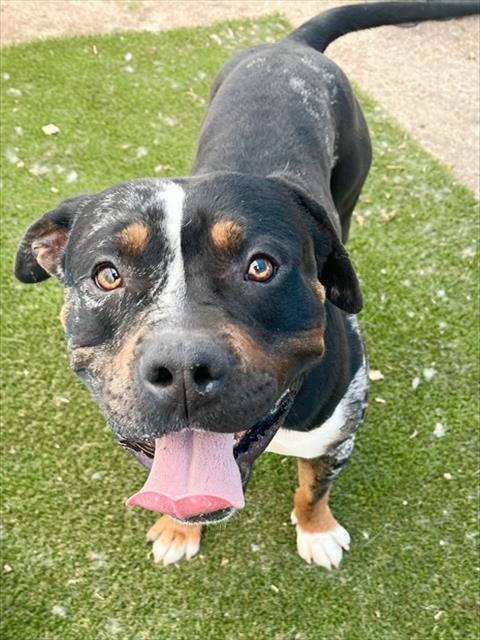 URGENT MED ADOPT GUAPO, an adoptable Pit Bull Terrier in San Bernardino, CA