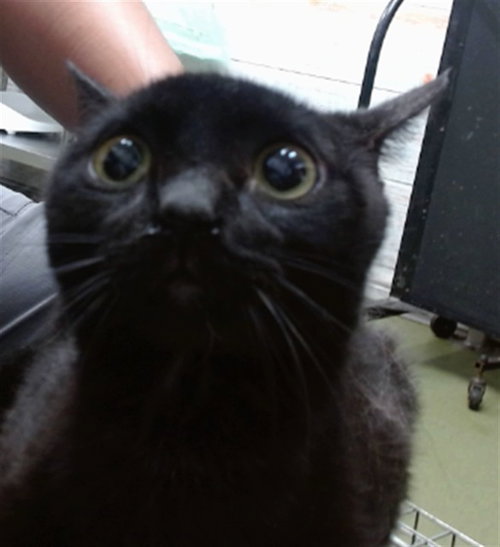 MED WAIVER CURRANT, an adoptable Domestic Short Hair in San Bernardino, CA
