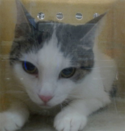 RESCUE ONLY IVY, an adoptable Domestic Short Hair in San Bernardino, CA