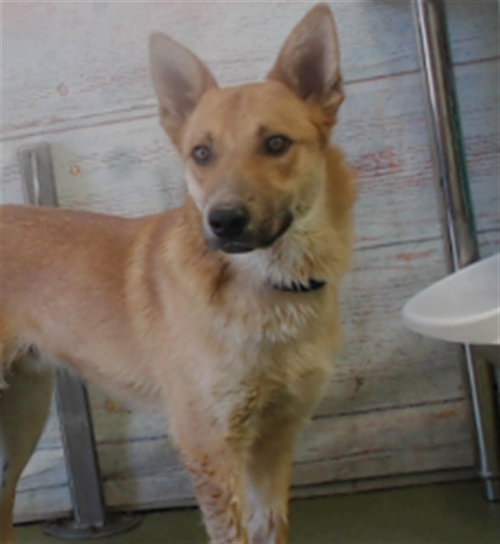 RUPERT, an adoptable German Shepherd Dog in San Bernardino, CA