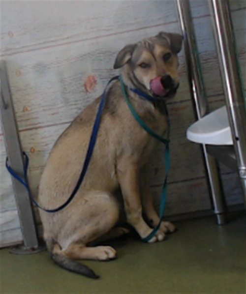 PRESTON, an adoptable German Shepherd Dog in San Bernardino, CA