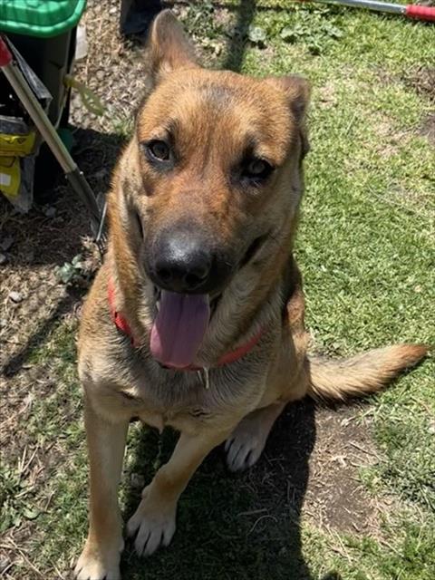 MED WAIVER LOUISE, an adoptable German Shepherd Dog in San Bernardino, CA