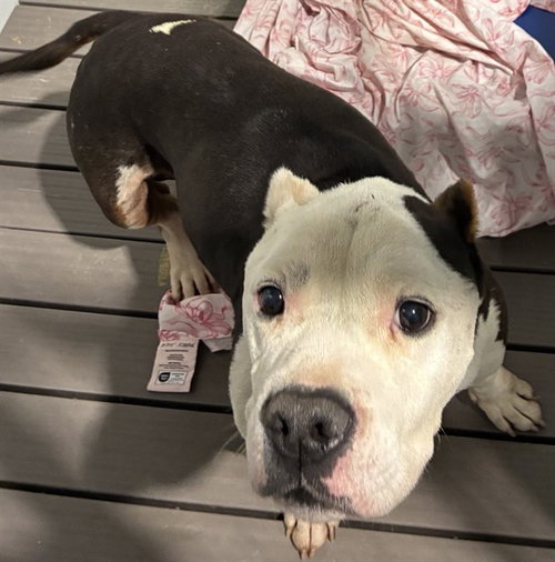 MED WAIVEWR MACK, an adoptable Pit Bull Terrier in San Bernardino, CA