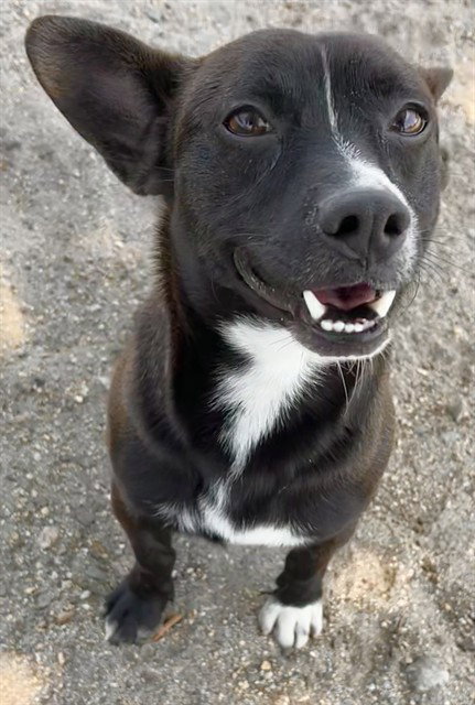 PONCHO, an adoptable Chihuahua in San Bernardino, CA