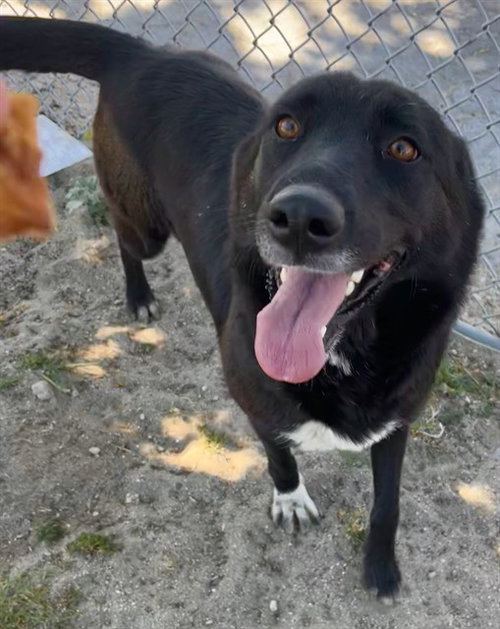 SOCKS, an adoptable Australian Cattle Dog in San Bernardino, CA