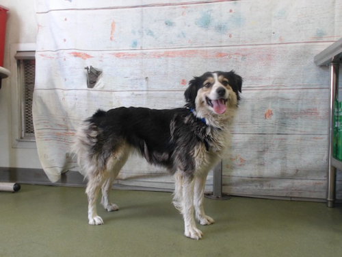 STACY, an adoptable Australian Cattle Dog in San Bernardino, CA