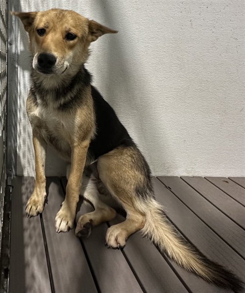 MOLE, an adoptable German Shepherd Dog in San Bernardino, CA