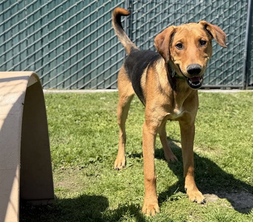 MED WAIVER MIGUEL, an adoptable German Shepherd Dog in San Bernardino, CA