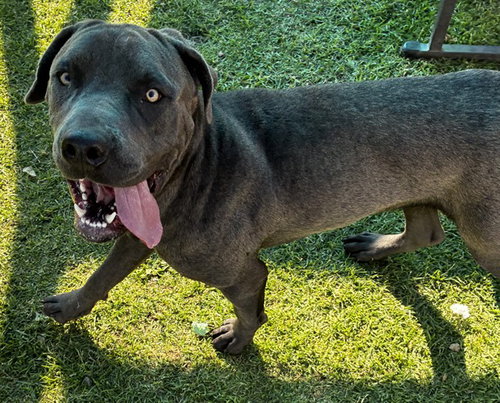 BUTCH, an adoptable Cane Corso Mastiff in San Bernardino, CA