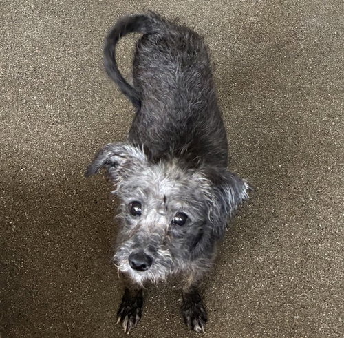 LIL BETH, an adoptable Terrier in San Bernardino, CA