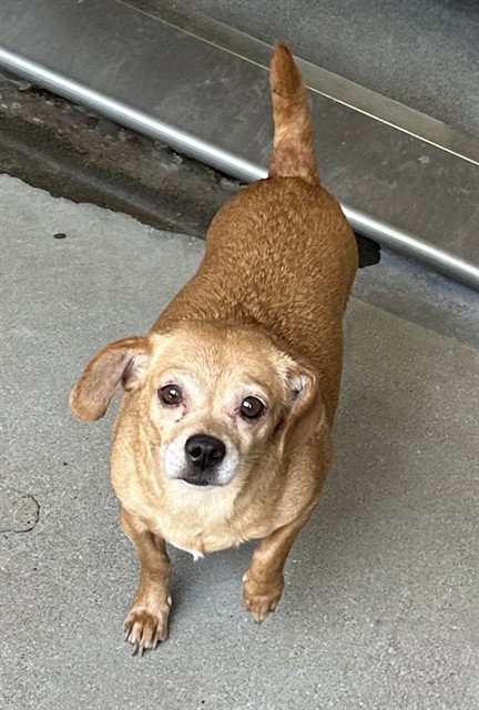 SOLANA, an adoptable Chihuahua in San Bernardino, CA