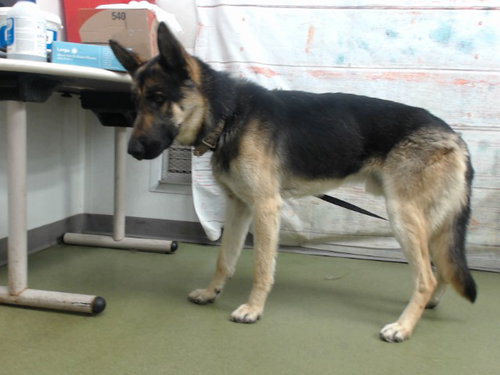 OWEN, an adoptable German Shepherd Dog in San Bernardino, CA