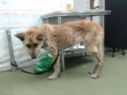 MED WAIVER OLLIE, an adoptable German Shepherd Dog in San Bernardino, CA