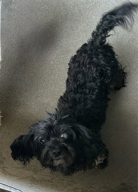 MED WAIVER SASHA, an adoptable Maltese in San Bernardino, CA