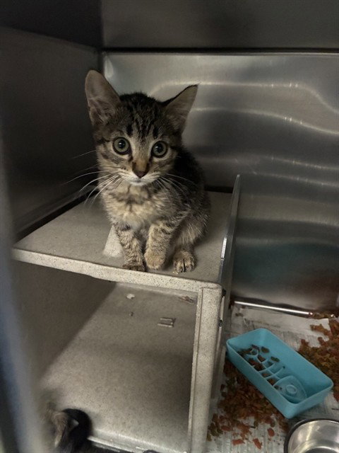 MED WAIVER SUNFLOWER, Baby Domestic Short Hair (medium coat), cat for adoption in Highland, California