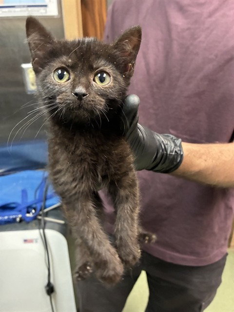 MED WAIVER LILAC, Baby Domestic Short Hair (medium coat), cat for adoption in Highland, California