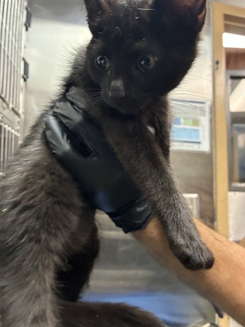 MED WAIVER HYDRANGEA, Baby Domestic Short Hair (medium coat), cat for adoption in Highland, California