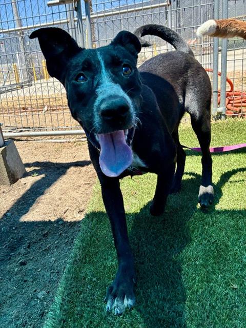SYMPHANY, an adoptable Pit Bull Terrier in San Bernardino, CA