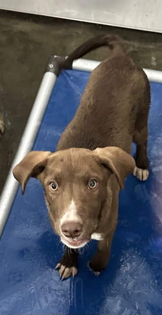 COCOA