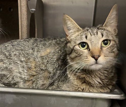 MAMA JUNO, Young Domestic Short Hair (medium coat), cat for adoption in Beaumont, California