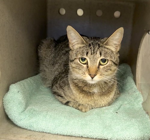 JUNO, Young Domestic Short Hair (medium coat), cat for adoption in Rialto, California