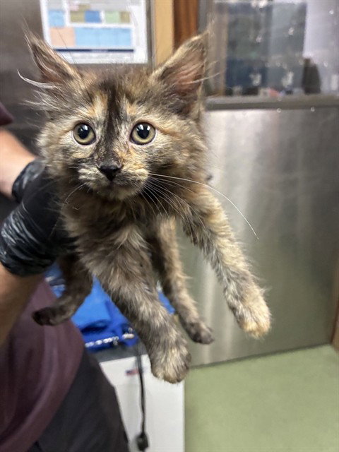 MED WAIVER DAFFODIL, Baby Domestic Short Hair (medium coat), cat for adoption in Highland, California