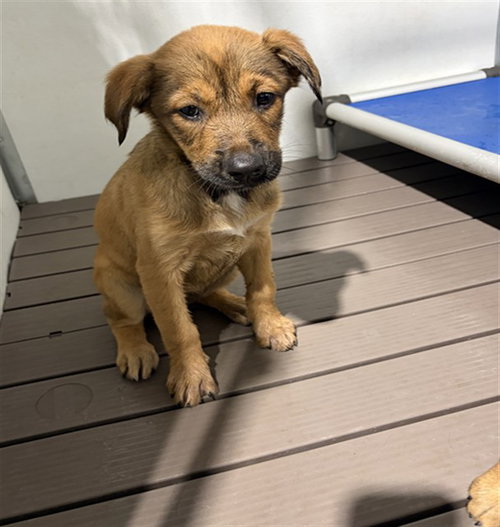 MED ADOPT APPLES