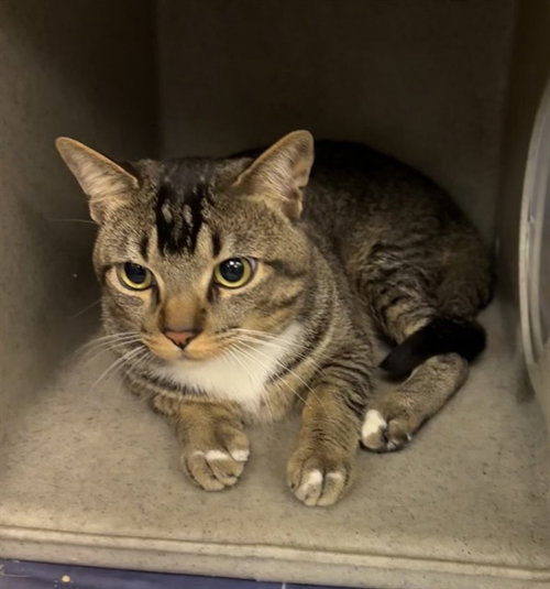 MALISE, Adult Domestic Short Hair (medium coat), cat for adoption in Rialto, California
