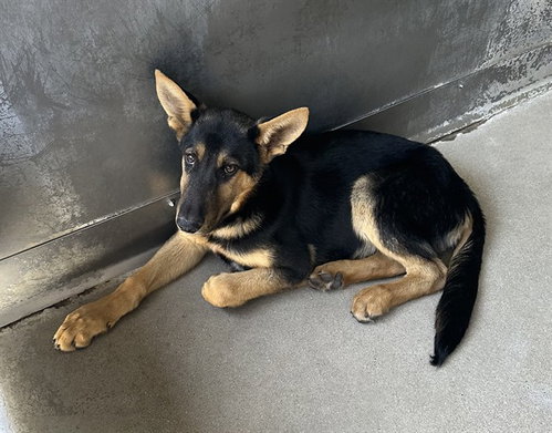 MED ADOPT DOFORD