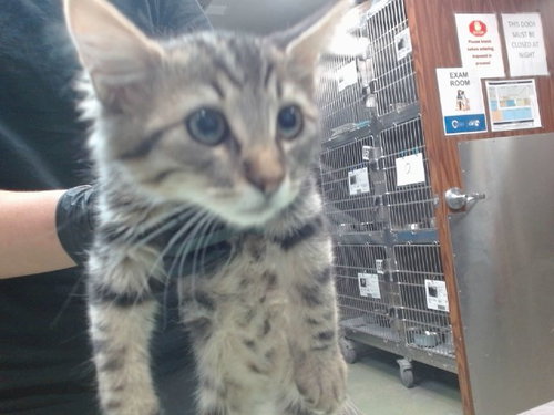 RICO