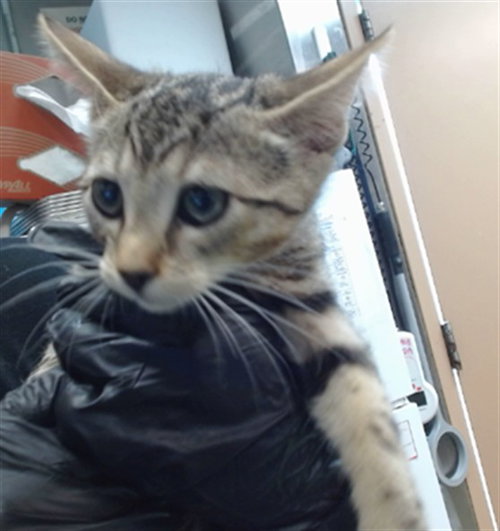 TABITHA