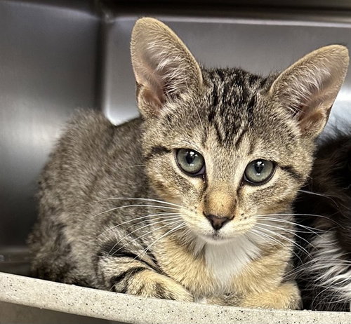 TABITHA, Baby Domestic Short Hair (medium coat), cat for adoption in Rialto, California