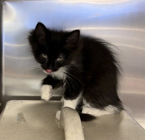 EEVEE, Baby Domestic Medium Hair (medium coat), cat for adoption in Highland, California