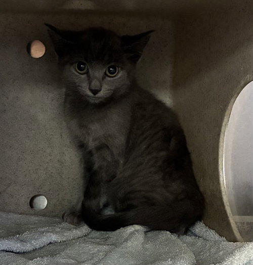 WINDSLOW, Baby Domestic Short Hair (medium coat), cat for adoption in Rialto, California
