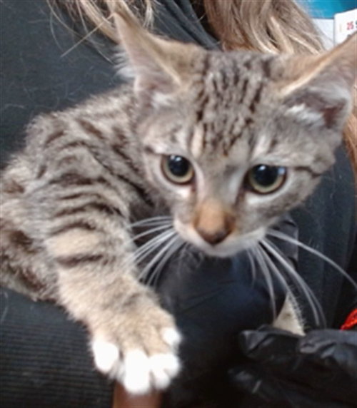 PIPER