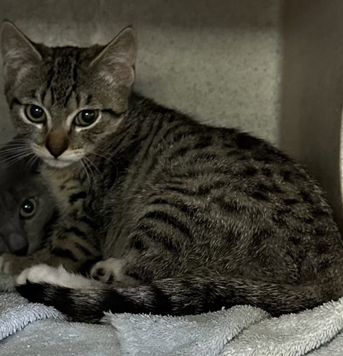 PIPER, Baby Domestic Short Hair (medium coat), cat for adoption in Rialto, California
