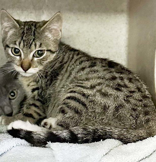PIPER, Baby Domestic Short Hair (medium coat), cat for adoption in Beaumont, California