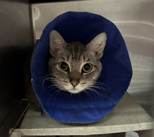 RESCUE ONLY GARY, Adult Domestic Short Hair (medium coat), cat for adoption in Highland, California