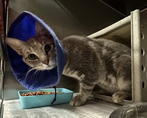MED WAIVER GARY, Adult Domestic Short Hair (medium coat), cat for adoption in Beaumont, California