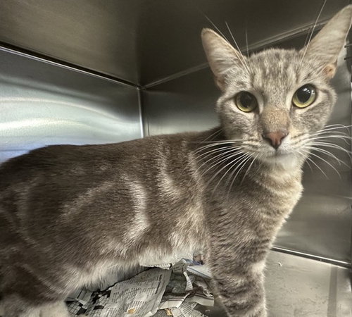 MED WAIVER GARY, Adult Domestic Short Hair (medium coat), cat for adoption in Upland, California