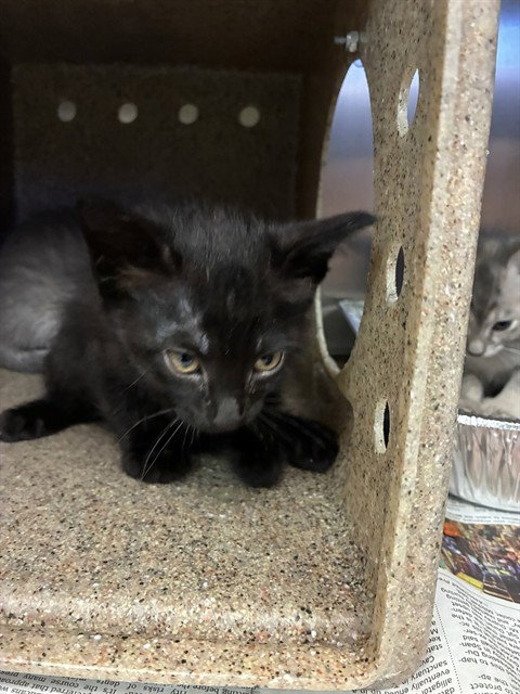 BETH, Baby Domestic Short Hair (medium coat), cat for adoption in Rialto, California