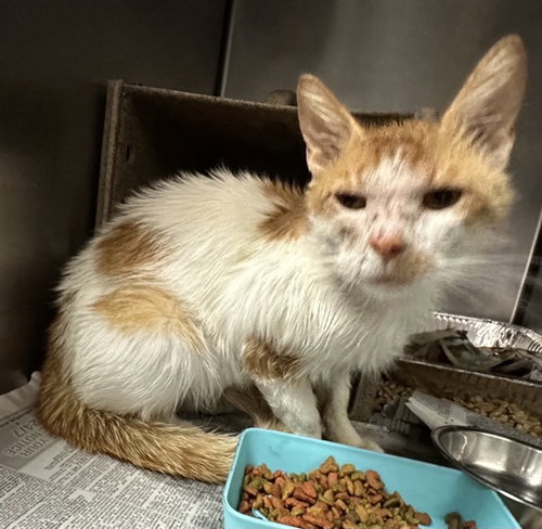 MED WAIVER CALVIN, Adult Domestic Short Hair (medium coat), cat for adoption in Rialto, California