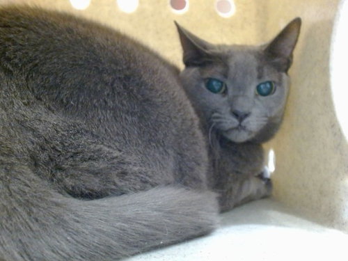 SASSY, Senior Domestic Short Hair (medium coat), cat for adoption in Rialto, California