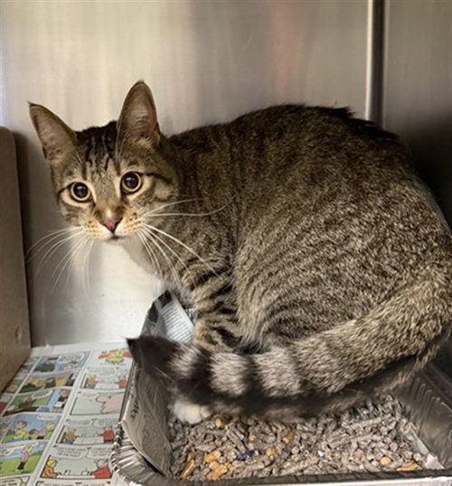 CATRINA, Adult Domestic Short Hair (medium coat), cat for adoption in Rialto, California