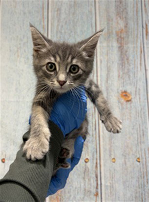 DORIAN, Baby Domestic Short Hair (medium coat), cat for adoption in Victorville, California