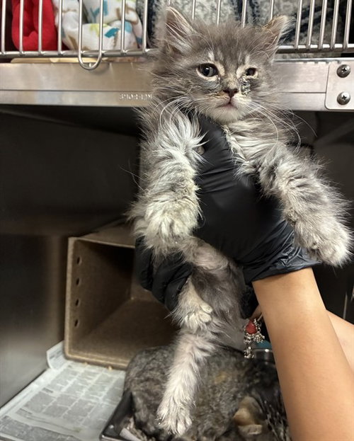 REY, Baby Domestic Long Hair (medium coat), cat for adoption in Victorville, California