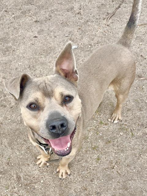 MED WAIVER CHARLESTON, an adoptable Pit Bull Terrier in San Bernardino, CA