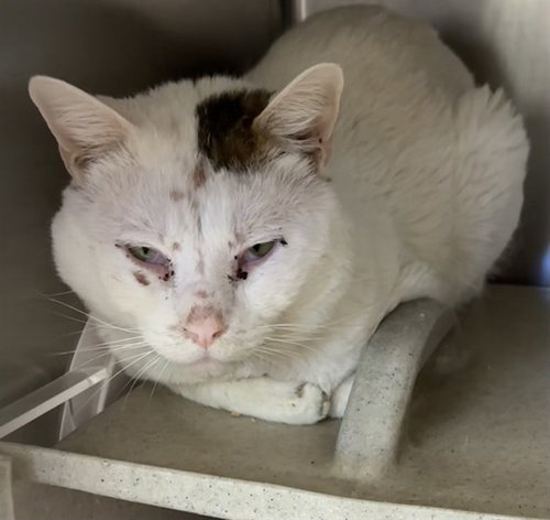 MED WAIVER PATRICC, Adult Domestic Short Hair (medium coat), cat for adoption in Colton, California